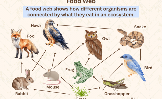 Food Web Definition and Example