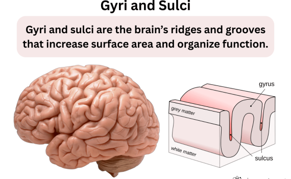 Gyri and Sulci