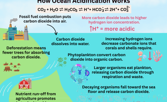 How Ocean Acidification Works Infographic