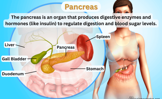 Pancreas Location and Definition