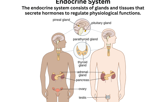 Endocrine System Diagram