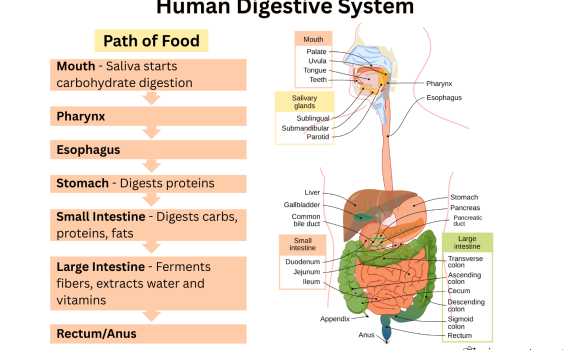 Human Digestive System