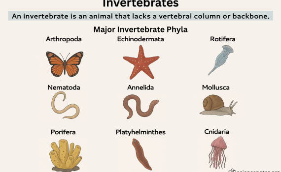 Invertebrates Definition and Phyla