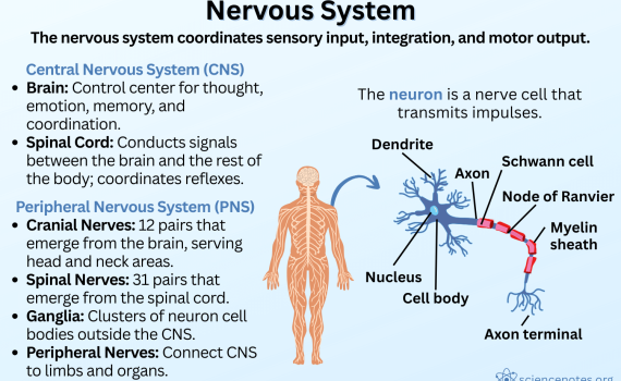 Nervous System
