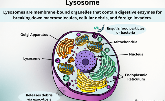 Lysosome Diagram and Definition
