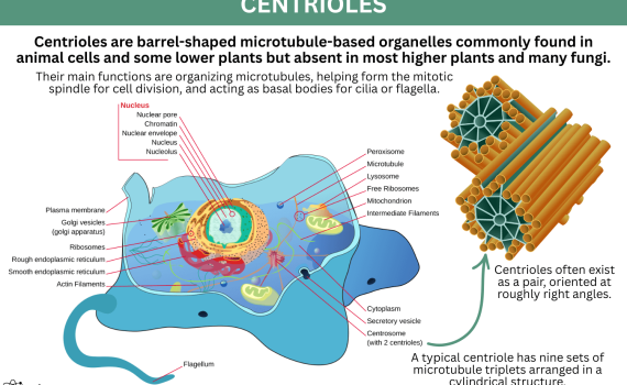 Centrioles Diagram and Functions