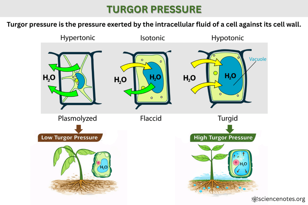 Turgor Pressure in Plants