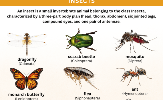Insects Definition and Examples