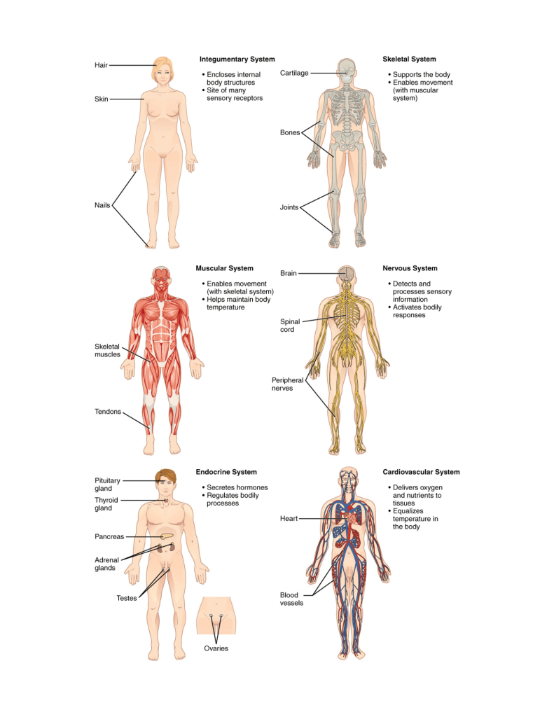 Human Organ Systems