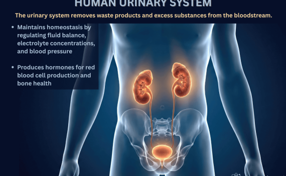 Human Urinary System