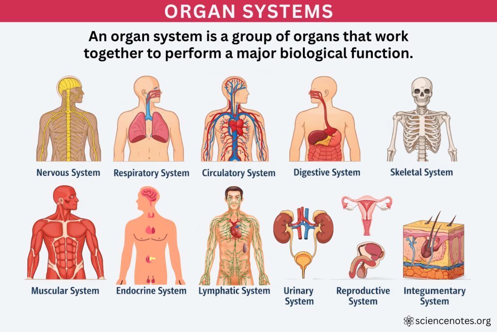 Organ Systems in the Human Body