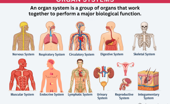 Organ Systems in the Human Body