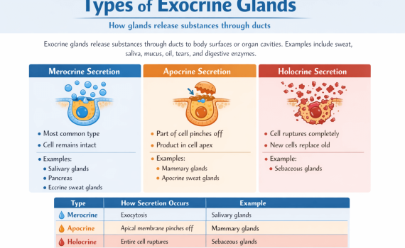 Types of Exocrine Glands