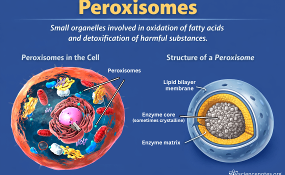 Peroxisome Definition and Diagram