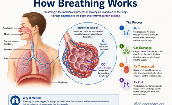 How Breathing Works