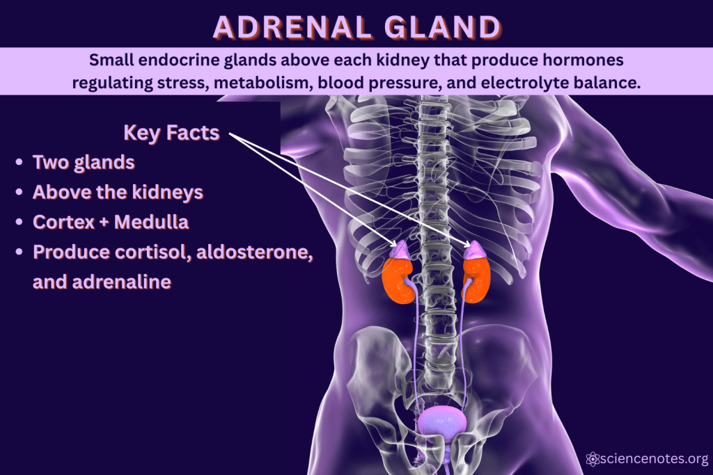Adrenal Gland Facts