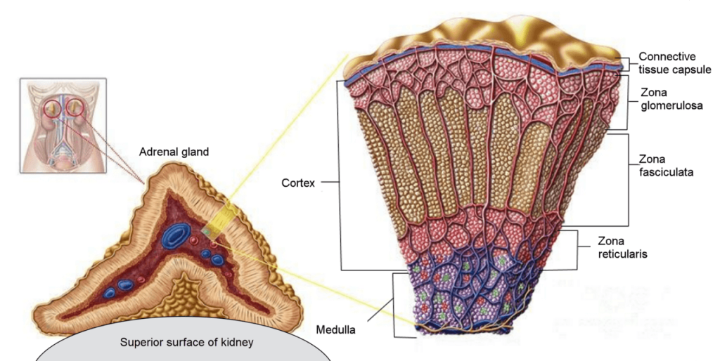 Adrenal Gland Structure